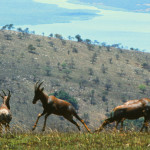 Akagera