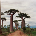 Avenue-of-the-Baobabs