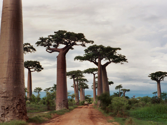 Avenue-of-the-Baobabs