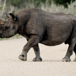 Black-Rhino