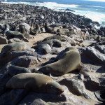 Cape-Cross-Seals