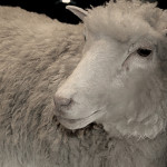 Dolly-the-Sheep