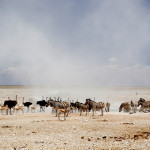 Etosha-Park