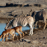 Etosha-Park-Animals