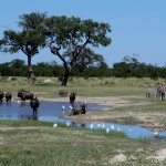 Hwange-National-Park-2