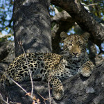 Kruger-Park