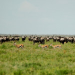 Serengeti-2