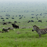 Serengeti-3