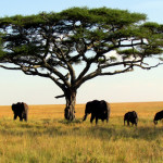 Serengeti-Park
