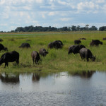 Chobe-National-Park-2