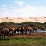 Gobi-Camels