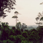 Kakum-Rainforest