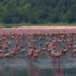 Lake-Nakuru