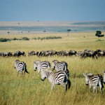 Masai-Mara-2