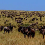 Masai-Mara-3