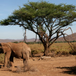 Samburu-Park