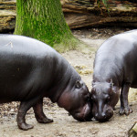 Sapo-Pygmy-Hippos