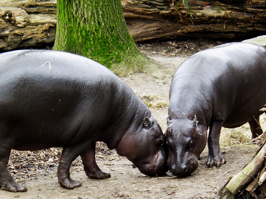 Sapo-Pygmy-Hippos