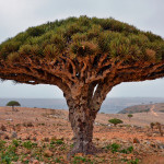 Socotra-Island