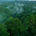 Ulu-Temburong-National-Park
