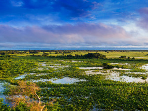 Pantanal