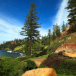 Norfolk-Island-Pines