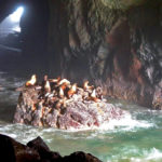 Sea-Lion-Caves