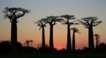 640px-After_Sunset_on_Avenue_of_the_Baobabs