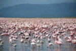 800px-Large_number_of_flamingos_at_Lake_Nakuru