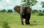 African_Bush_Elephant_Mikumi