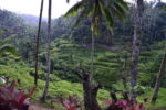 Bali-Rice-Fields