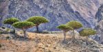 Dragons_Blood_Trees_Socotra_Island_12455632274_cropped