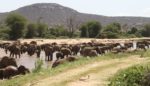 Elephants_crossing_Ewaso_Ngiro_river_in_Samburu_National_Reserve