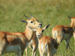 gazelle-african-animal-wild-animal-flock