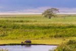 tanzania-ngorongoro-crater-grass-hippo