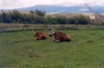 640px-Long_horns_050