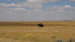 800px-King_des_Grasslands_Grassland_National_Park_SK