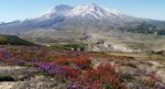 800px-Wildflower_season_at_Mt._St._Helens_National_Monument