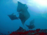 Manta Maldvies