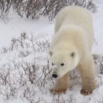 Polar_Bear_Churchill_Manitoba_Canada.