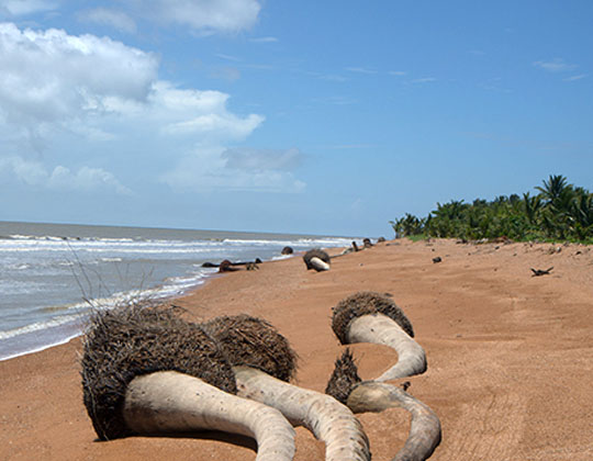 Shell Beach