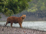 Sundarbans